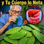 Un Nopal al Día Para Mejorar Tu Bienestar Natural