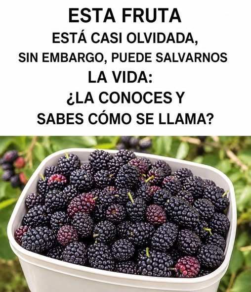 Tazón de moras frescas