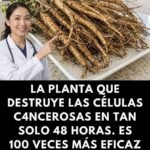 Raíz de Diente de León Poderoso Remedio Natural para la Salud