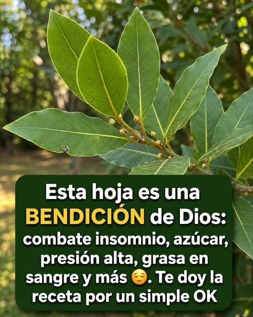 Hojas de laurel