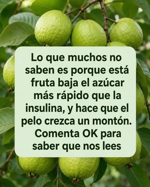 Guayabas en un árbol