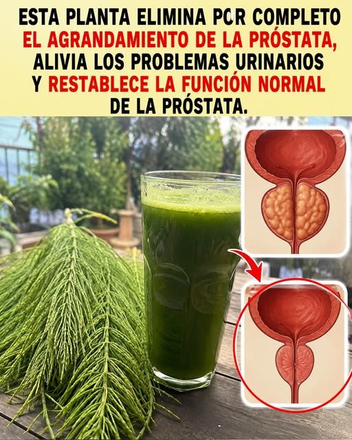 Cola de Caballo para la Salud de la Próstata