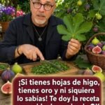 Beneficios y Receta de Infusión de Hojas de Higo para una Vida Saludable