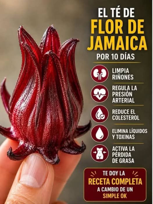 Flor de Jamaica