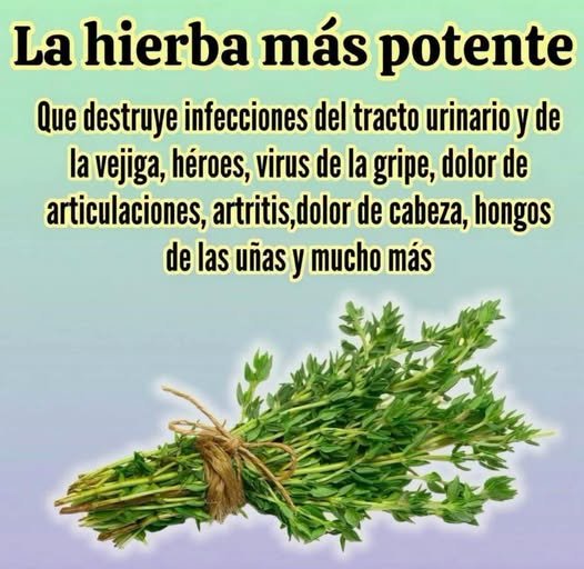 Tomillo hierba medicinal