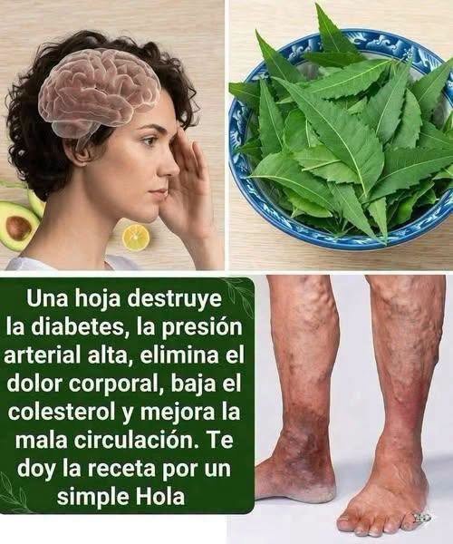 Hojas de Moringa