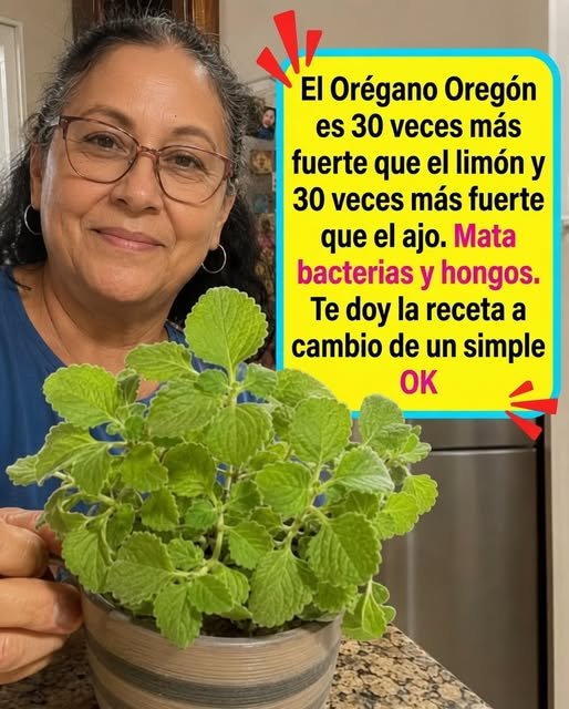Orégano orejón