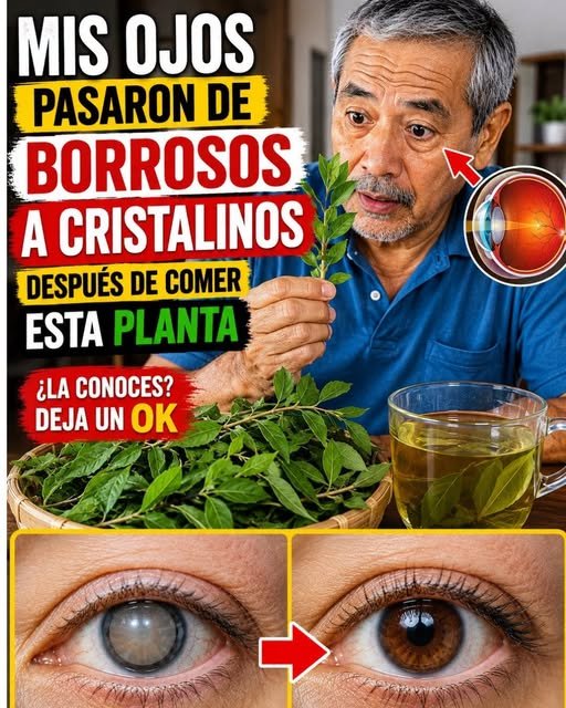 Beneficios de una planta para la vista