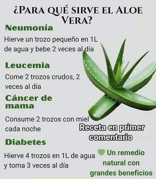 Uso del aloe vera como remedio natural