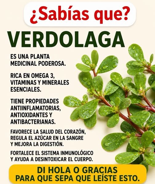 Propiedades de la verdolaga