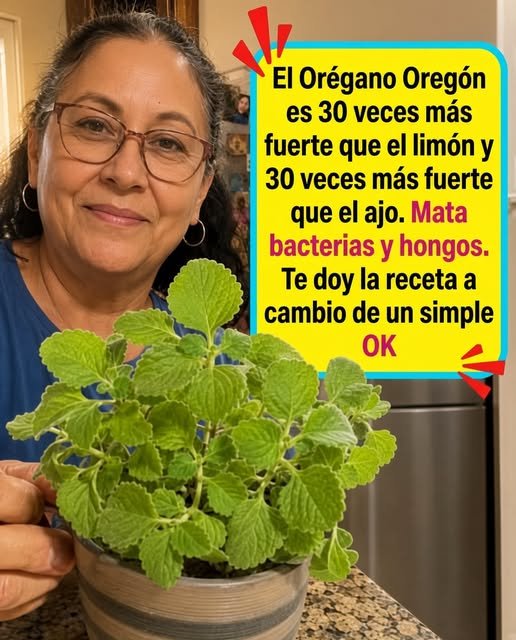 Orégano de Oregón Plantas Aromáticas