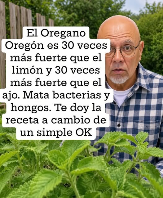 Orégano Oregón