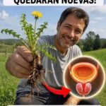 Apoya el Cuidado de Tu Vejiga y Próstata con Diente de León de Forma Natural Desde Casa