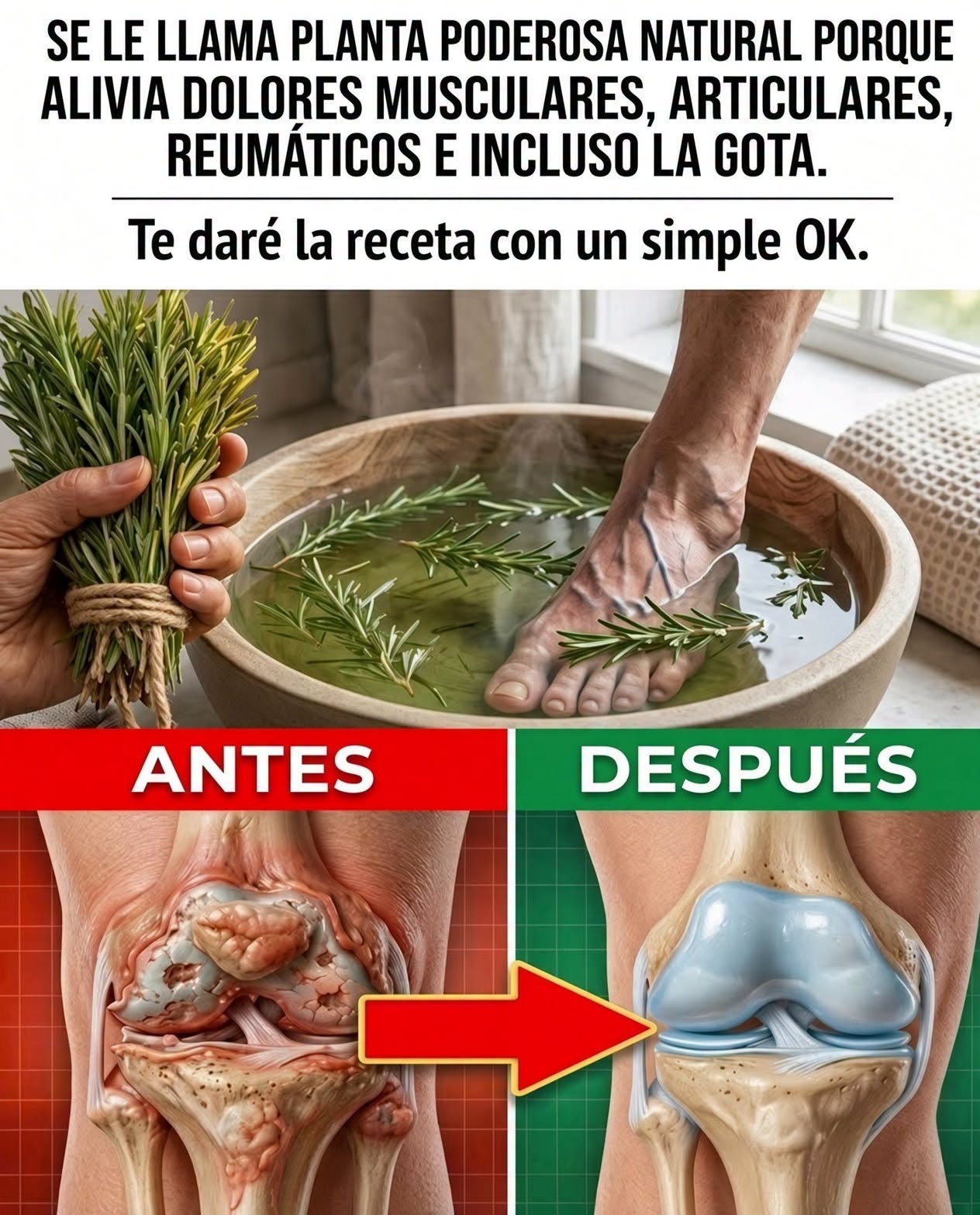 Remedios Caseros con Romero