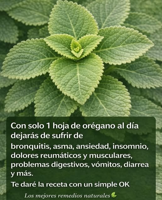 Hojas de Orégano