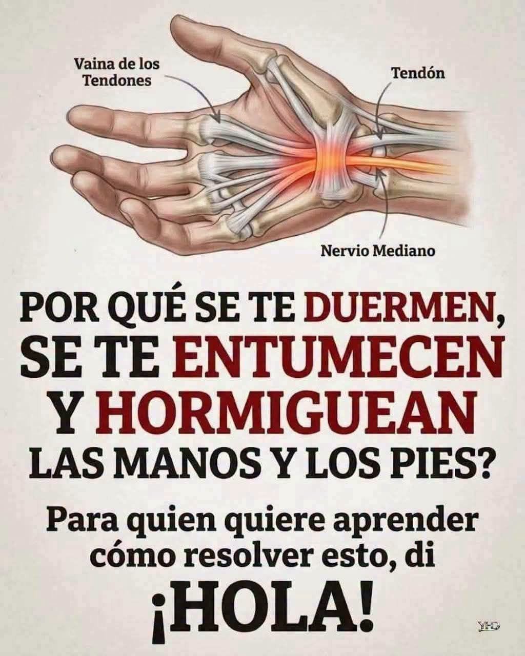 Anatomía de la mano