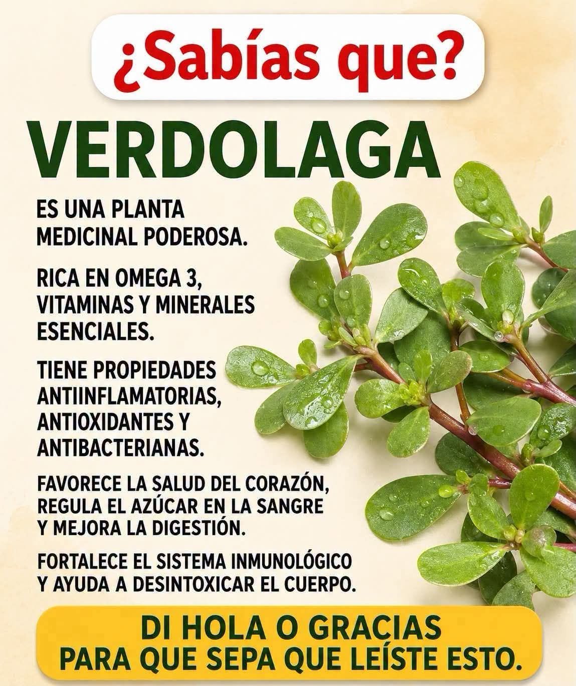 Beneficios de la verdolaga