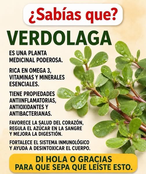 Propiedades de la Verdolaga