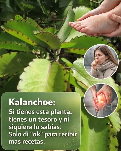 Kalanchoe Planta