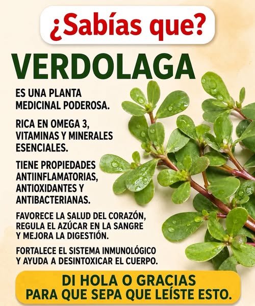 Planta Verdolaga