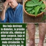 Descubre el Poder del Nim la Hoja Esperanzosa para la Salud y Belleza Natural