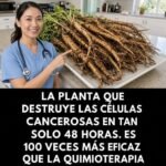 Raíz de Diente de León Beneficios y Cómo Prepararla para tu Salud