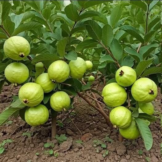 Árbol de guayaba con abundantes frutos
