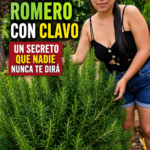 Té de Romero Transformará Tu Vida con Cada Taza