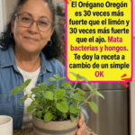 El Poder Escondido del Orégano de Oregón Todo lo que Debes Saber