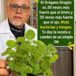 Orégano Oregón Infusión Natural para un Estilo de Vida Saludable
