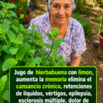 Beneficios de la hierbabuena y cómo aprovechar sus propiedades curativas