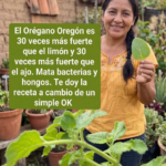 Orégano Oregón Protagonista de Rumores y Sus Beneficios para la Salud