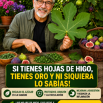 Descubriendo las Hojas de Higo Usos y Beneficios para la Salud