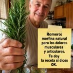 Romero Morfina Natural para Dolores Musculares y Articulares