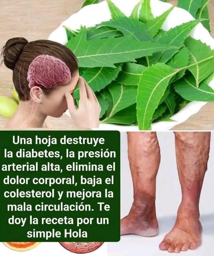 Hojas de Neem