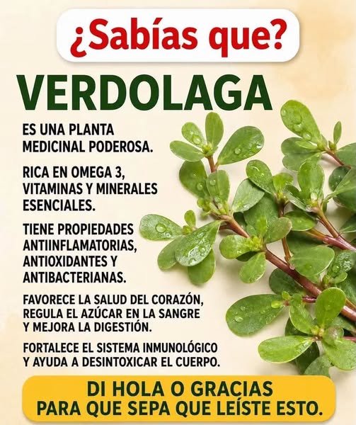 Verdolaga planta medicinal