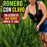 Té de Romero Beneficios Recetas y Una Vida Saludable