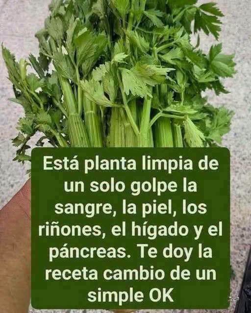 Manojo de apio frescor y saludable