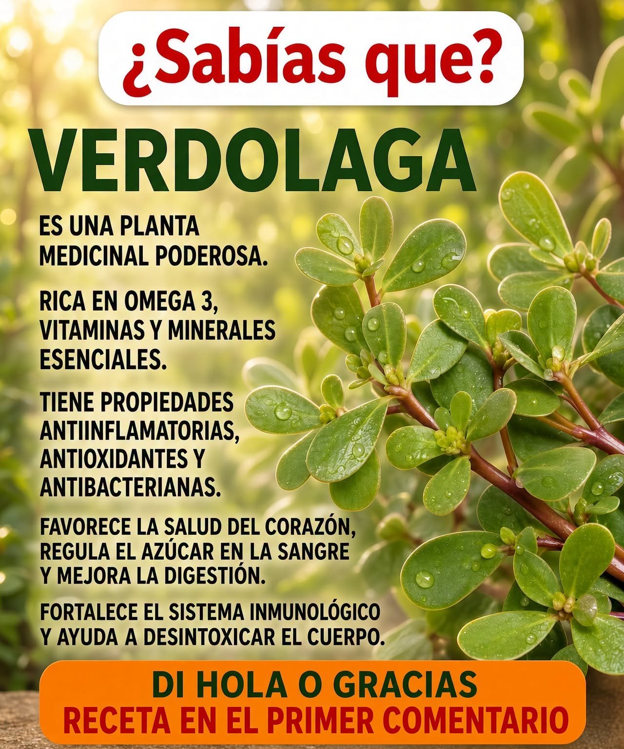 Verdolaga