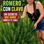 Transforma tu Bienestar con el Té de Romero y sus Beneficios Inigualables